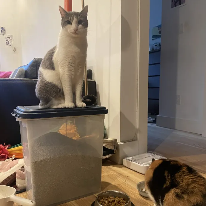 Trusted Cat Care By Experienced Cat Mom