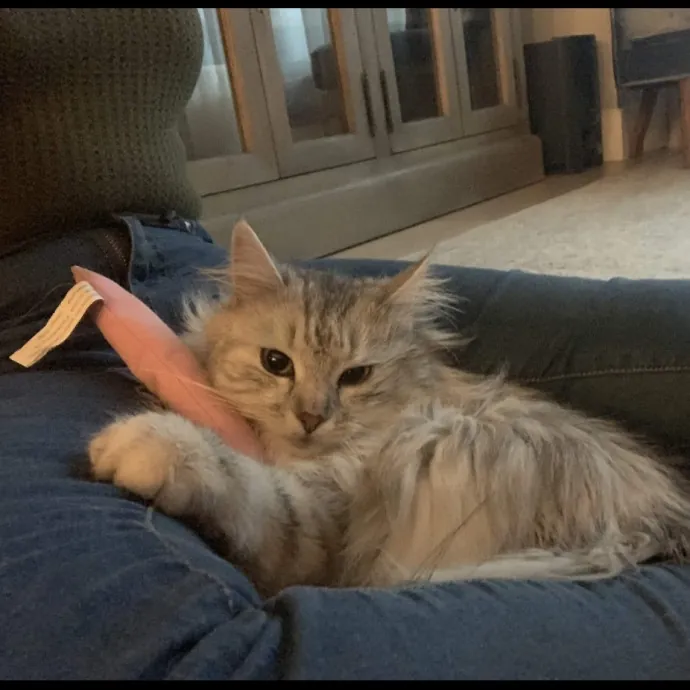 Trusted Cat Care By Experienced Cat Mom