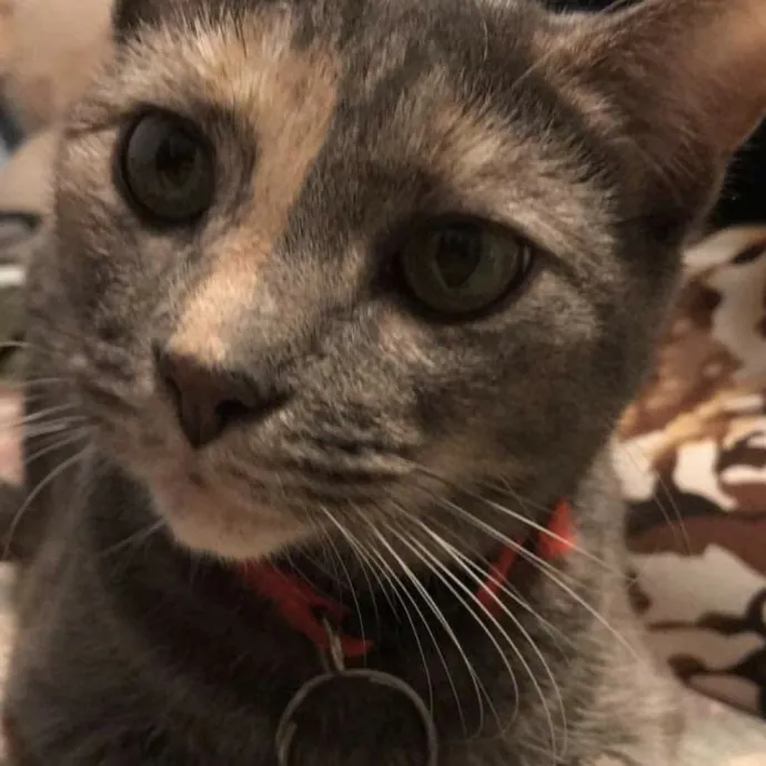 Trusted Cat Care By Experienced Cat Mom