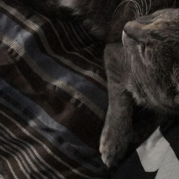Trusted Cat Care By Experienced Cat Mom
