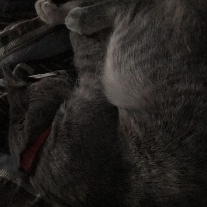 Trusted Cat Care By Experienced Cat Mom