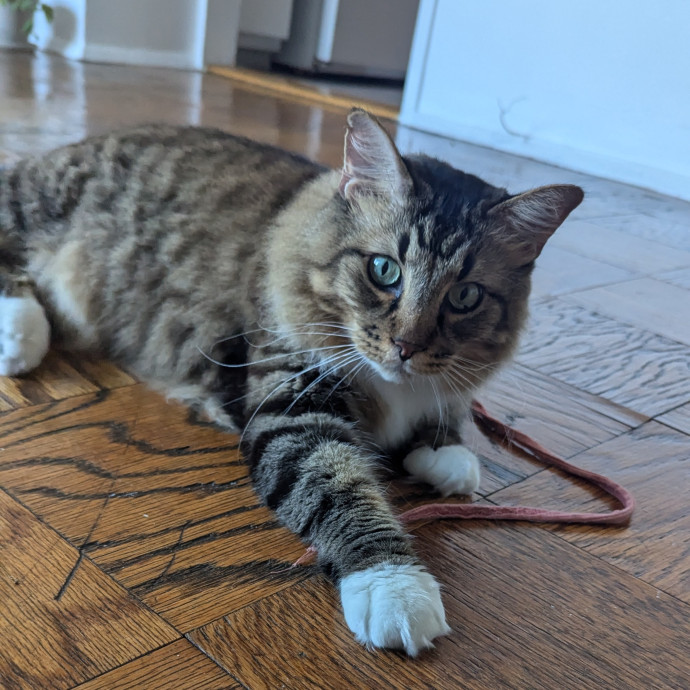 Trusted Cat Care By Experienced Cat Mom