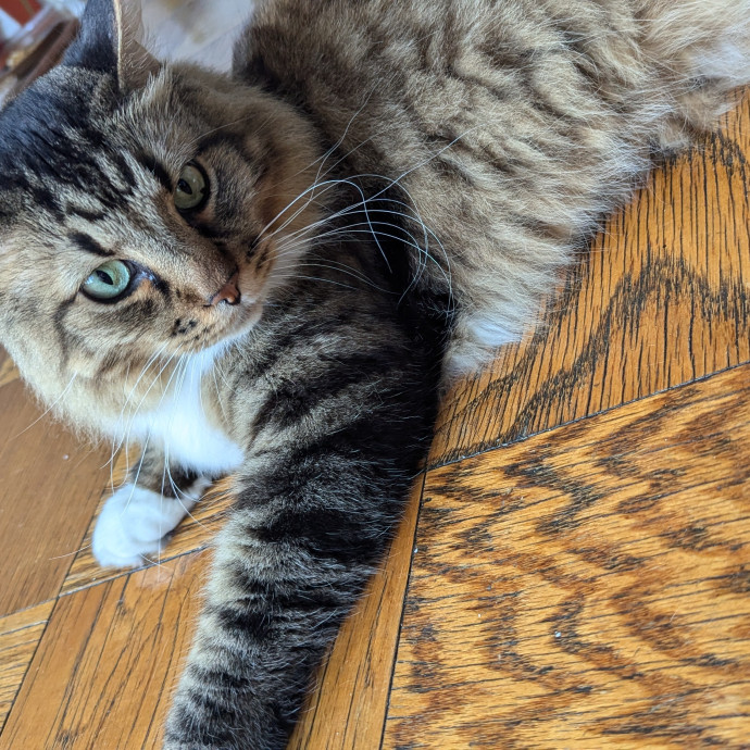 Trusted Cat Care By Experienced Cat Mom photo 3