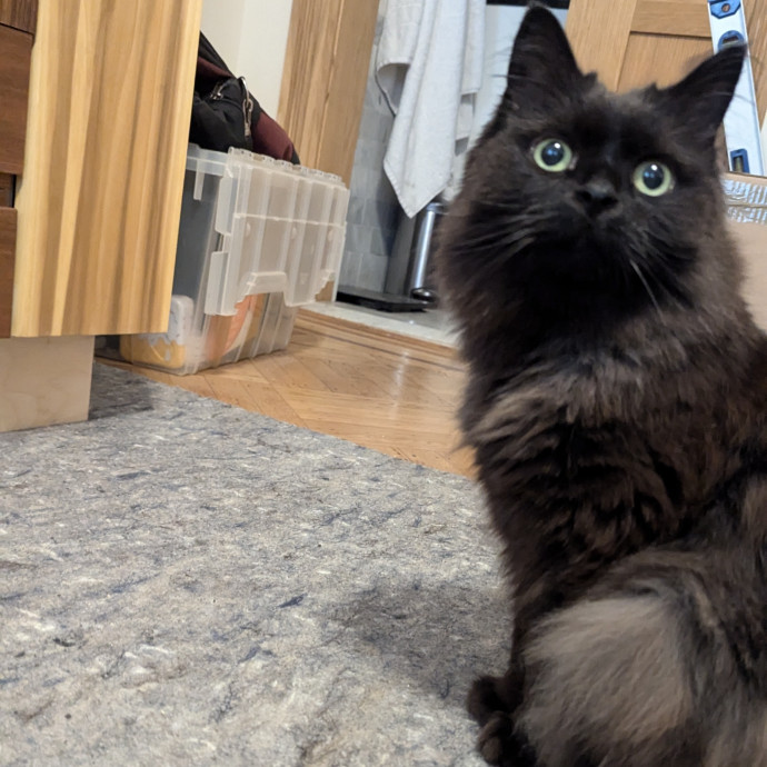 Trusted Cat Care By Experienced Cat Mom photo 2