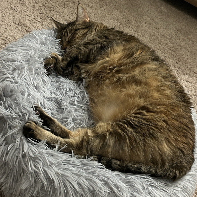 Paws And Promises