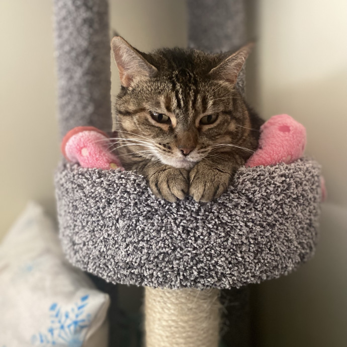 Paws And Promises