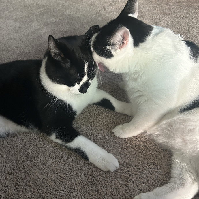 Paws And Promises