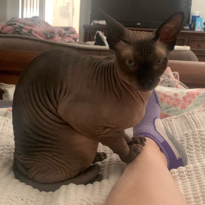 Purrfect Cat Sitter