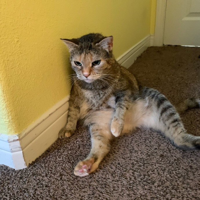 Purrfect Cat Sitter