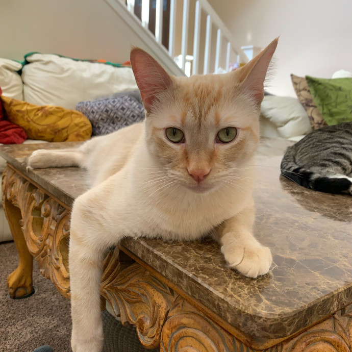 Purrfect Cat Sitter