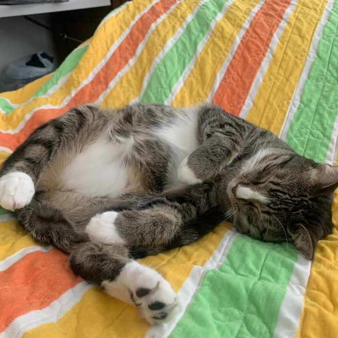 Purrfect Cat Sitter