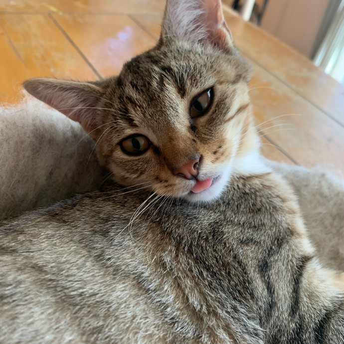Purrfect Cat Sitter