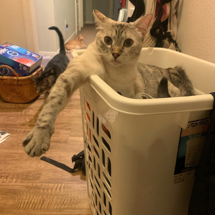 Purrfect Cat Sitter