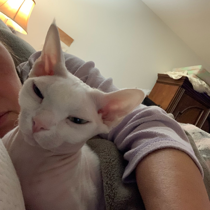 Purrfect Cat Sitter photo 3