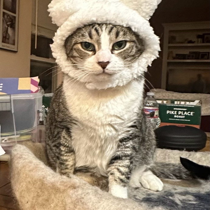 Purrfect Cat Sitter photo 2
