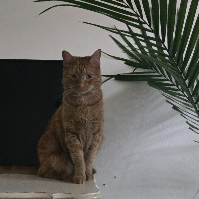 Soft  Skilled- Sensitive Cats Welcome