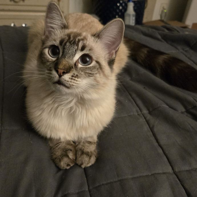 Soft  Skilled- Sensitive Cats Welcome