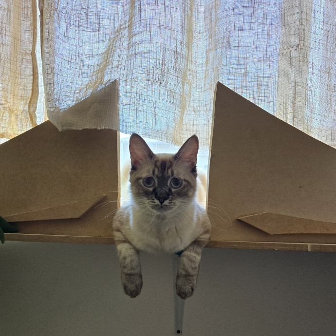Soft  Skilled- Sensitive Cats Welcome
