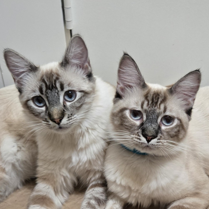 Soft  Skilled- Sensitive Cats Welcome photo 3