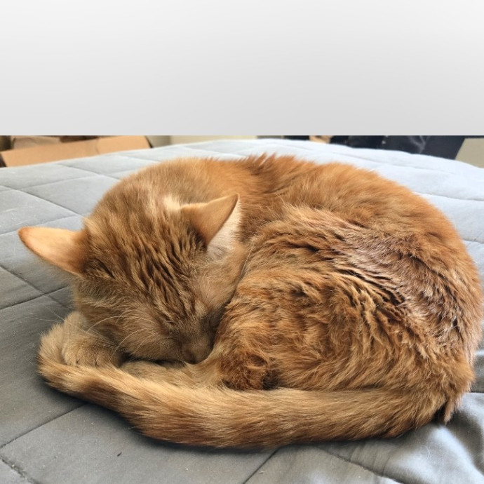 Soft  Skilled- Sensitive Cats Welcome
