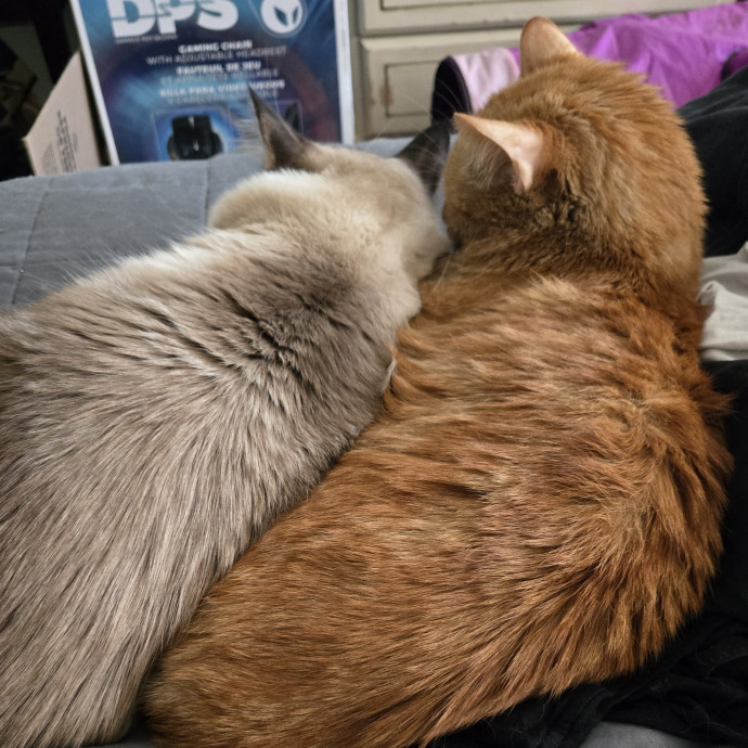 Soft  Skilled- Sensitive Cats Welcome