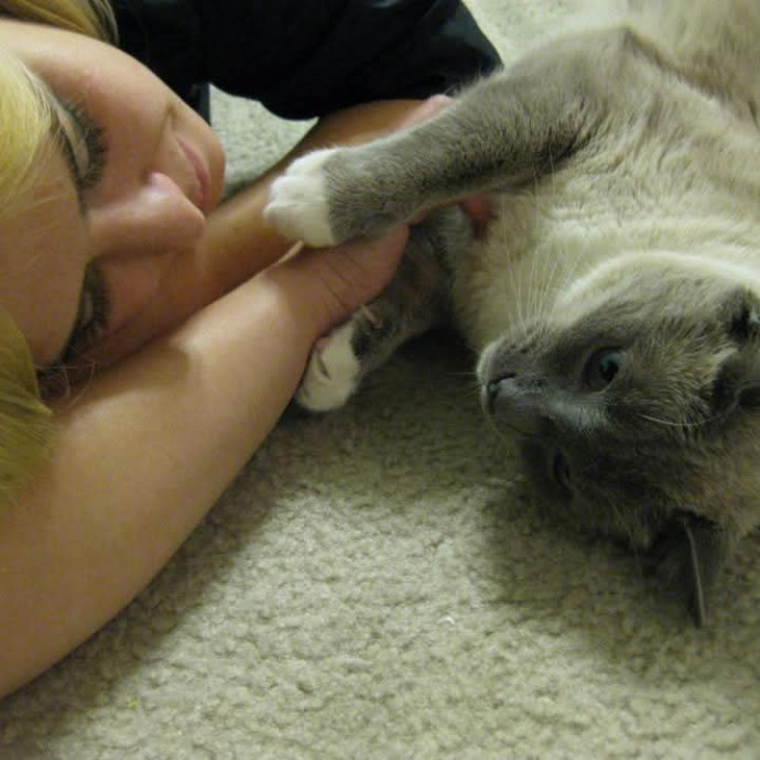 Soft  Skilled- Sensitive Cats Welcome