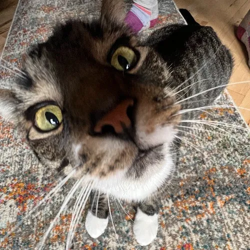 Meghan's Cattery photo 4