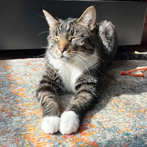 Meghan's Cattery photo 2