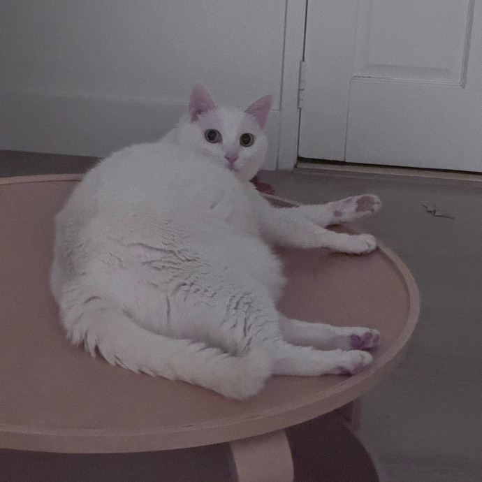 12 Yrs Exp Patient Low-Stress Cat Care