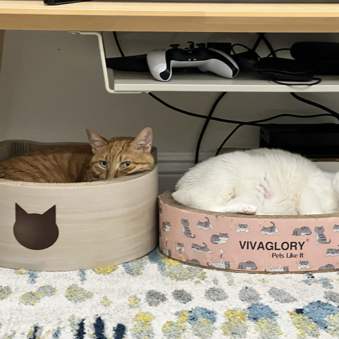 12 Yrs Exp Patient Low-Stress Cat Care