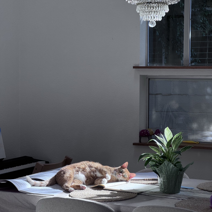 12 Yrs Exp Patient Low-Stress Cat Care