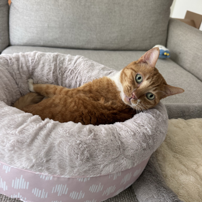 12 Yrs Exp Patient Low-Stress Cat Care