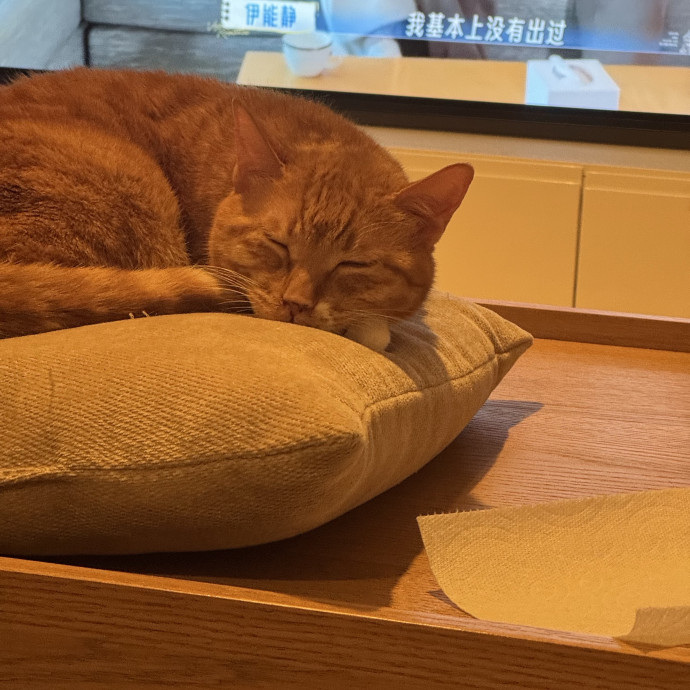 12 Yrs Exp Patient Low-Stress Cat Care photo 3