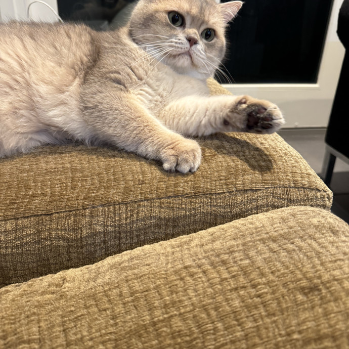 12 Yrs Exp Patient Low-Stress Cat Care photo 2