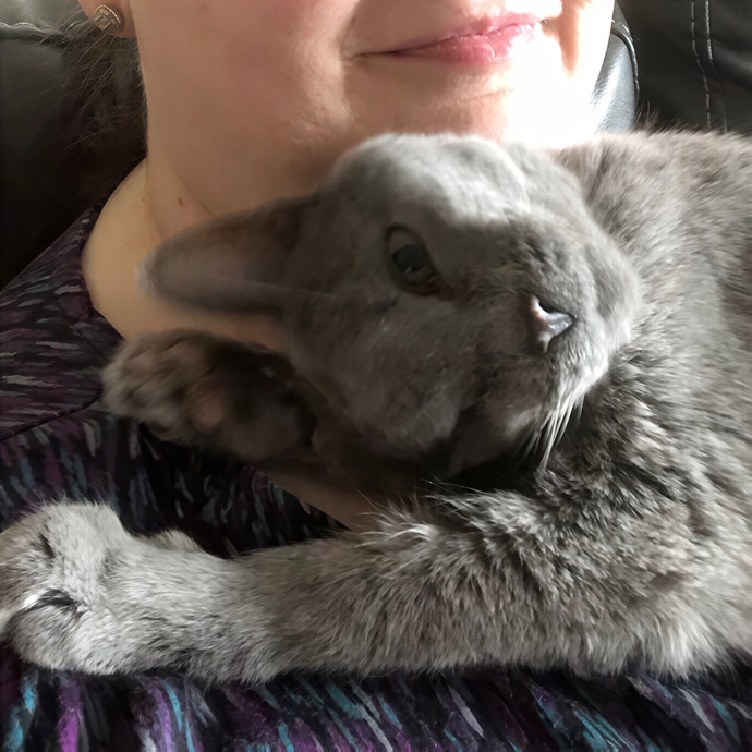 Houston Happy Cat Sitter