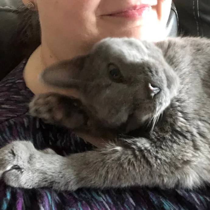 Houston Happy Cat Sitter
