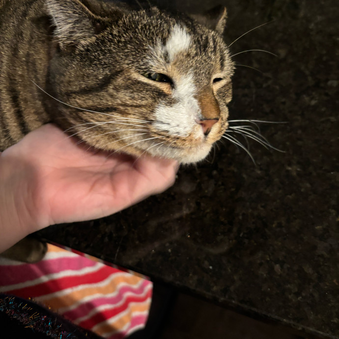 Houston Happy Cat Sitter