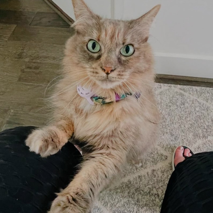 Houston Happy Cat Sitter