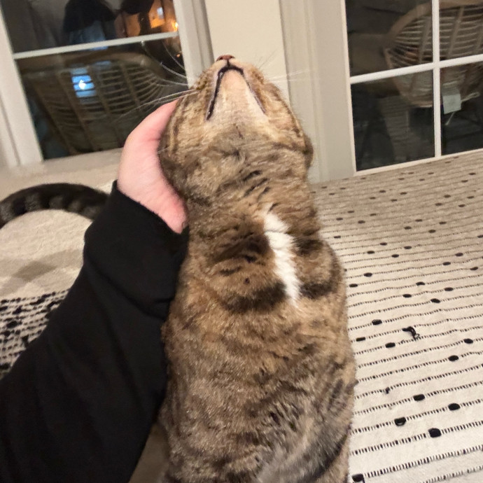 Houston Happy Cat Sitter