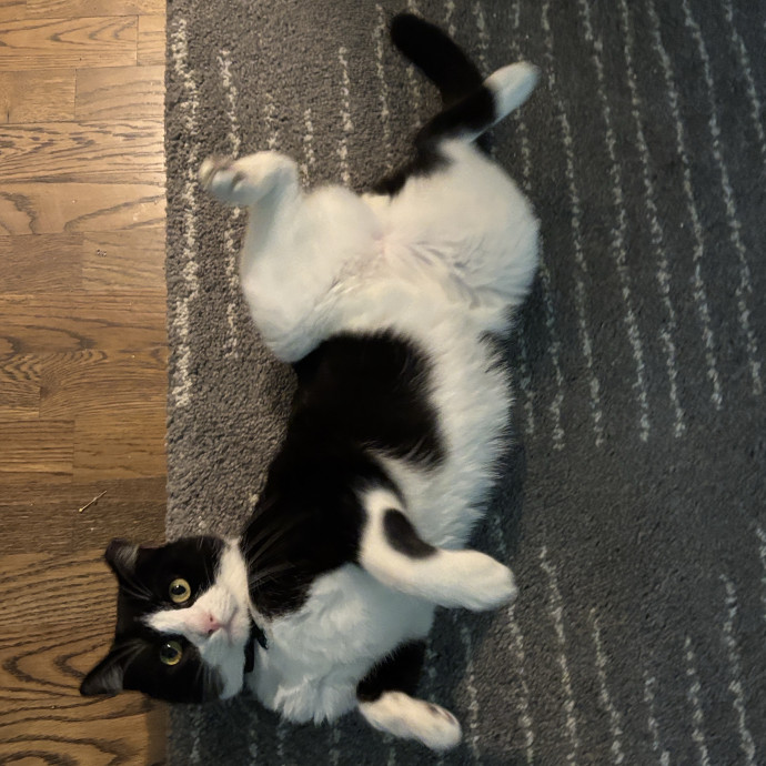 Houston Happy Cat Sitter