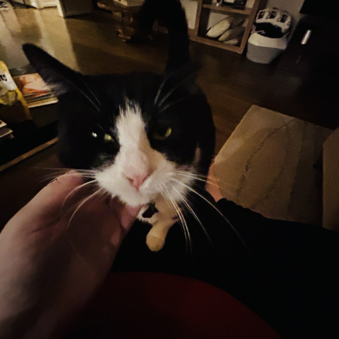 Houston Happy Cat Sitter photo 3