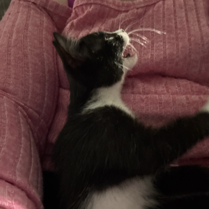 Houston Happy Cat Sitter photo 2
