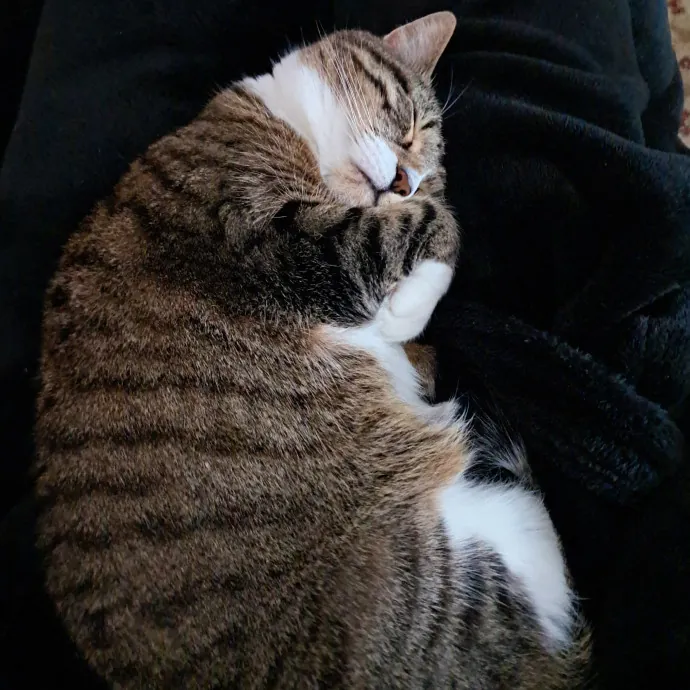 Kitty Mom For 56 Years photo 2