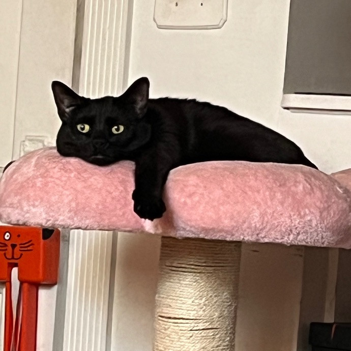 Fur-Real Cat Care