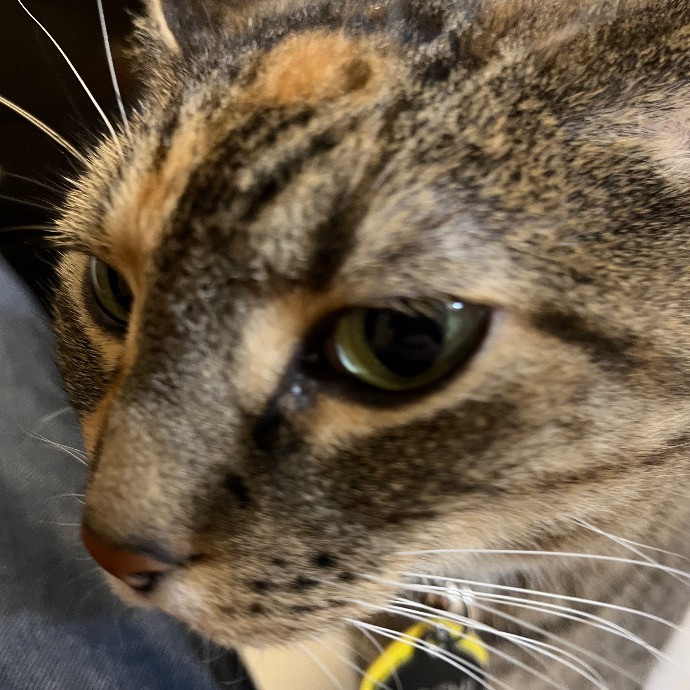Fur-Real Cat Care