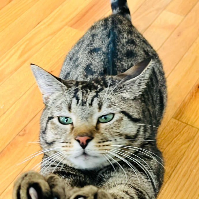 Fur-Real Cat Care