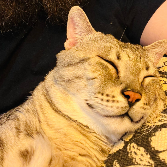 Fur-Real Cat Care