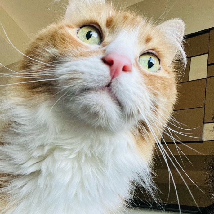 Fur-Real Cat Care