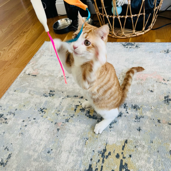 Fur-Real Cat Care