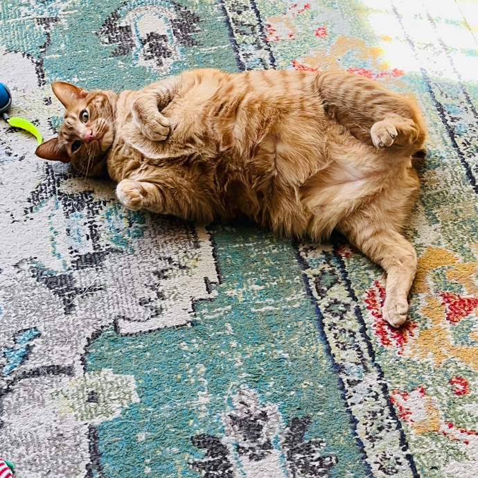 Fur-Real Cat Care